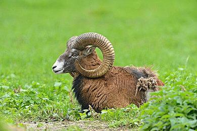 《艾尔登法环》旨在减轻玩家压力 主线通关时长30小时